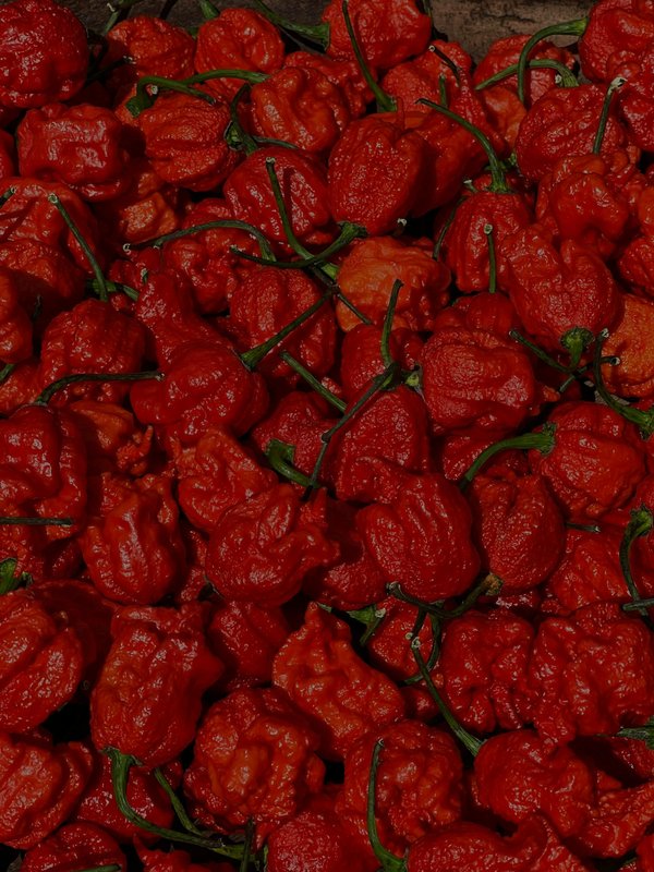 Comment réussir la culture des plants de carolina reaper ?
